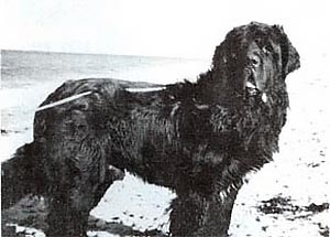 shipshape newfoundlands